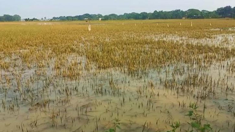 paddy-field